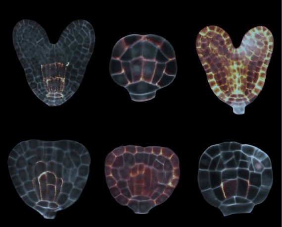 The polar proteins can be seen in the corners and along the edges of the cells in this plant embryo. Photo: WUR Biochemistry.