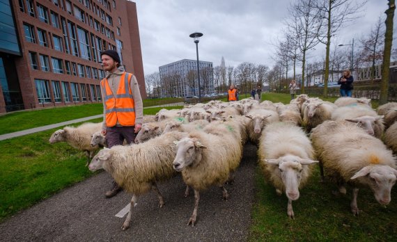 Sheep roaming across campus