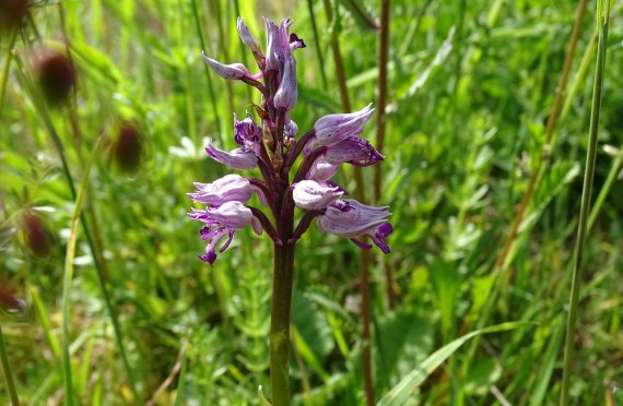 Military orchid on campus