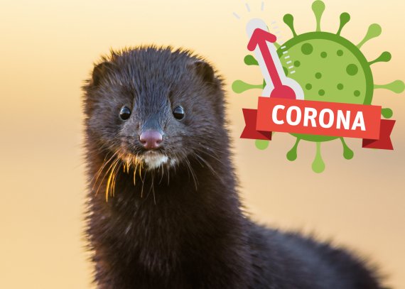 Corona from mink to human