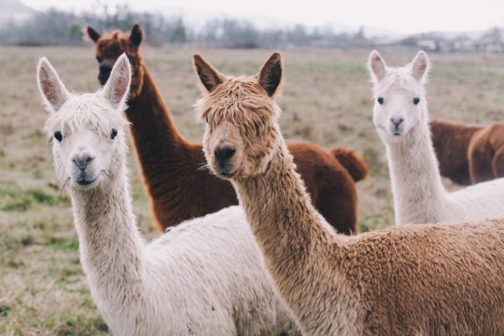 Alpaca’s beschermen kippen tegen roofvogels