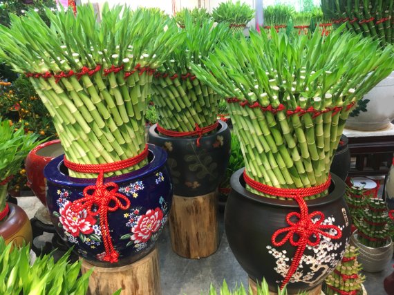 Lucky bamboo source of mosquitos that can cause diseases
