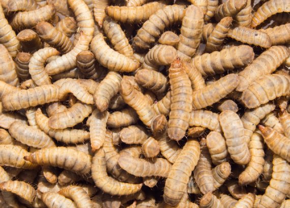 WUR investigates using insects for animal feed