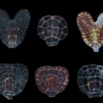 Plantenembryo's onder de microscoop: de oplichtende stukken zijn de soseki-eiwitten. Foto: WUR Biochemie.