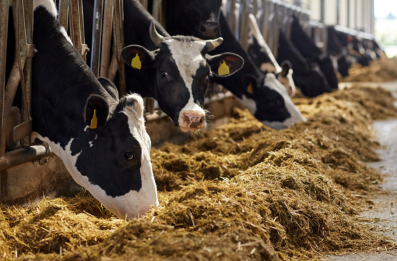 Testing climate-friendly cattle feed with seaweed