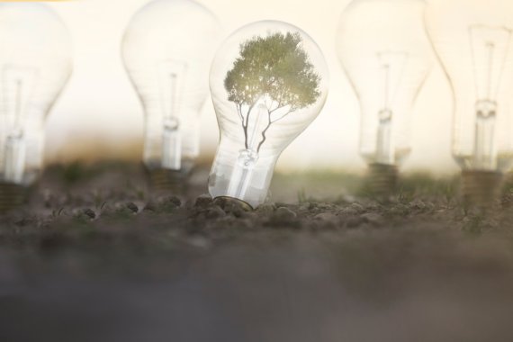 Einde van plantenoctrooi leidt tot meer ruimte voor nieuwe rassen
