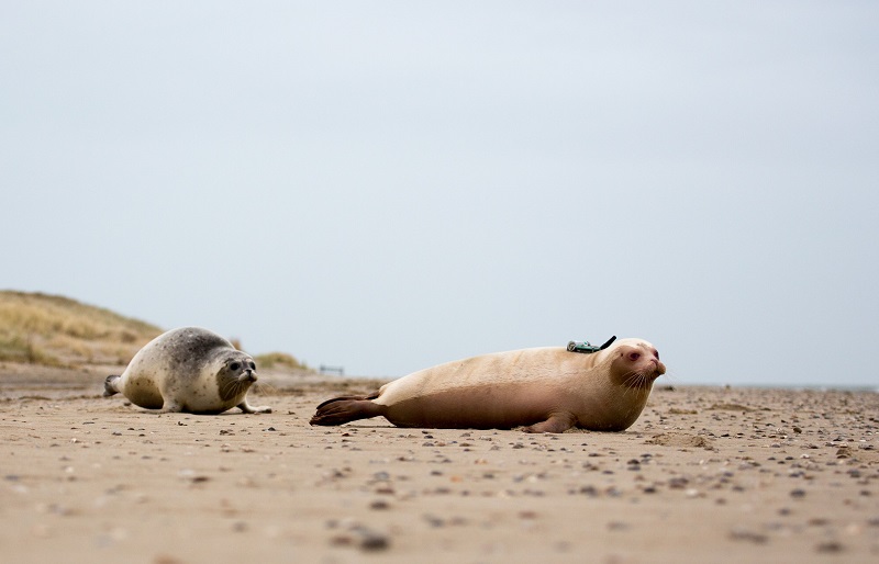 Ook één zeehond met zender levert schat aan data