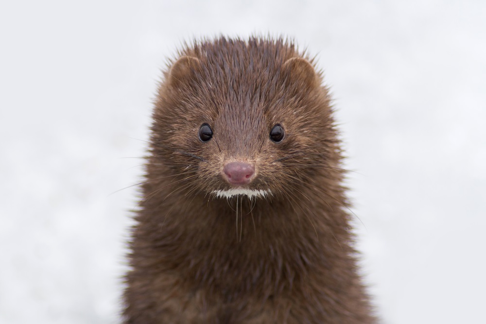 Mink farms greater source of infection than assumed