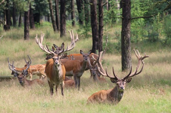 Herten in het bos.