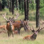 Veluwe forest