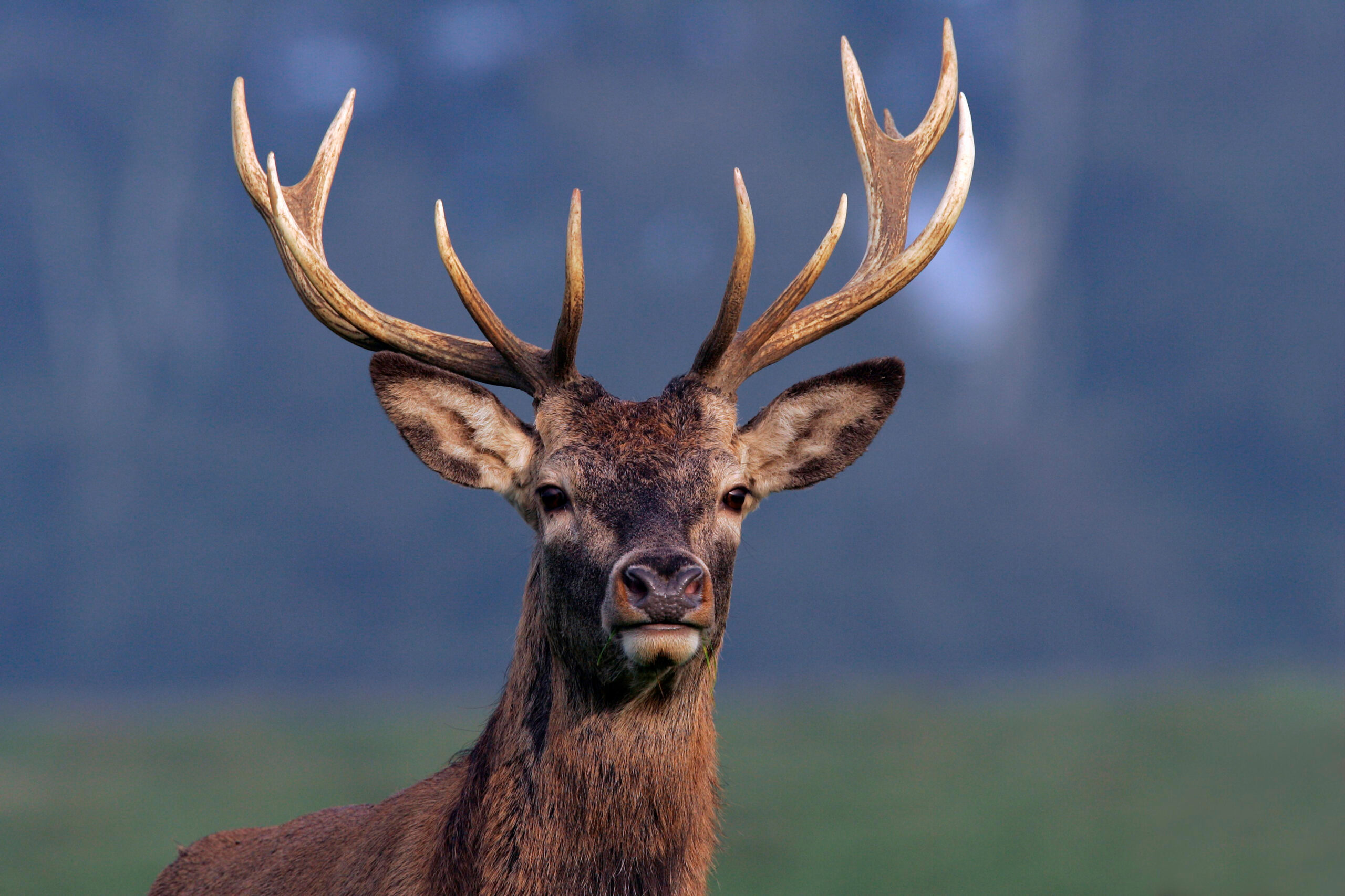 Drenthe’s ‘stray deer’ can stay