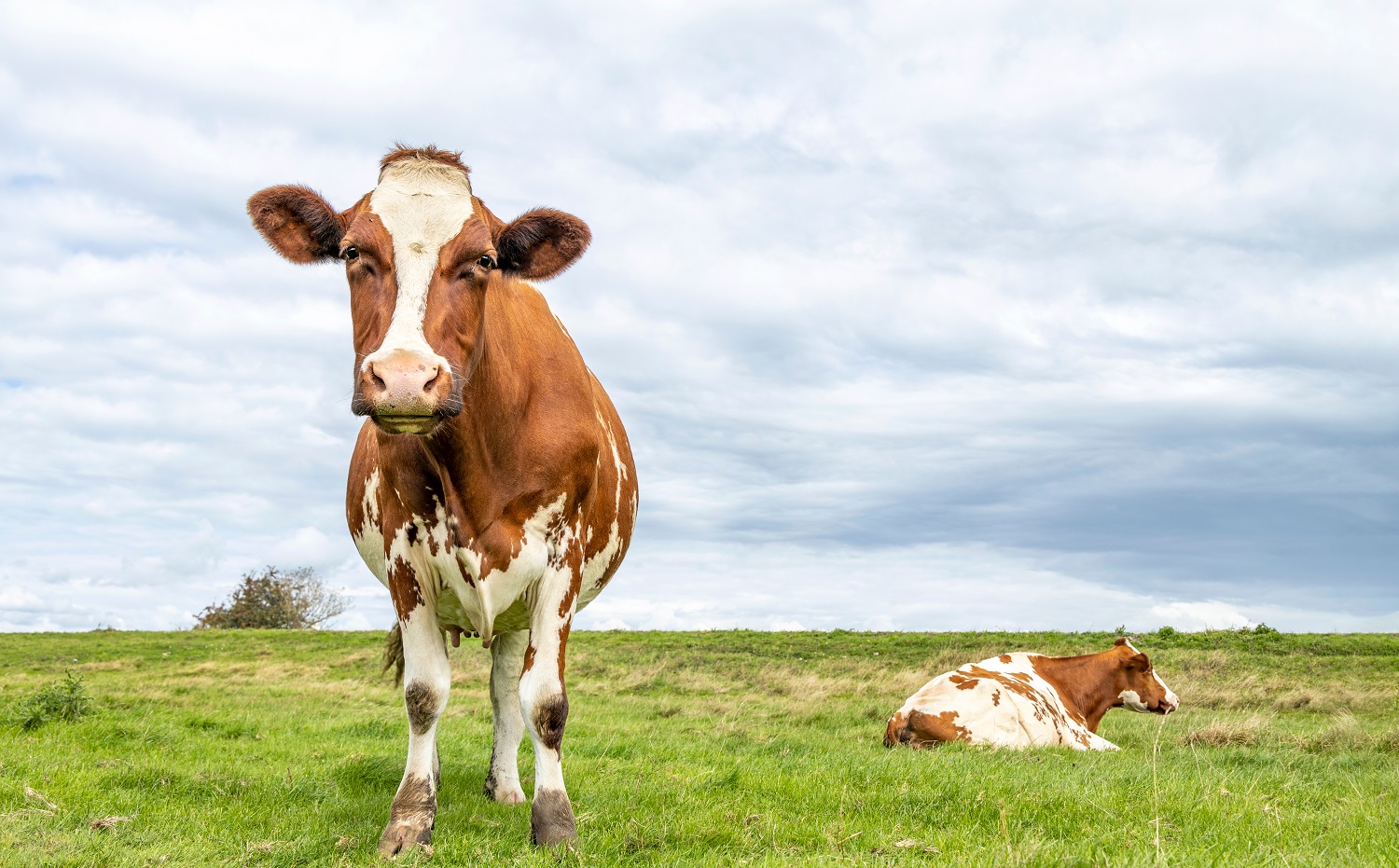 Yeast to replace cow