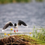 Meadow birds