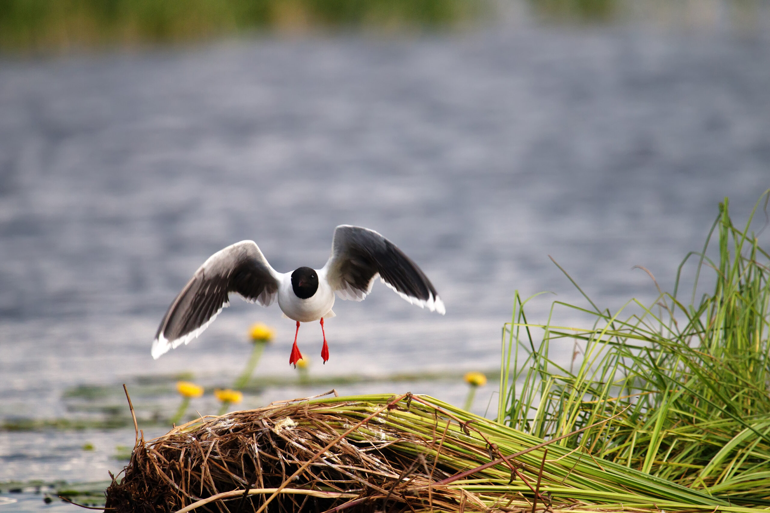 Weidivogel