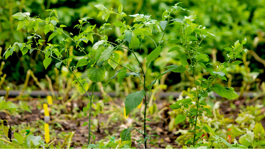 Gmo biedt sterke afweer tegen aardappelziekte