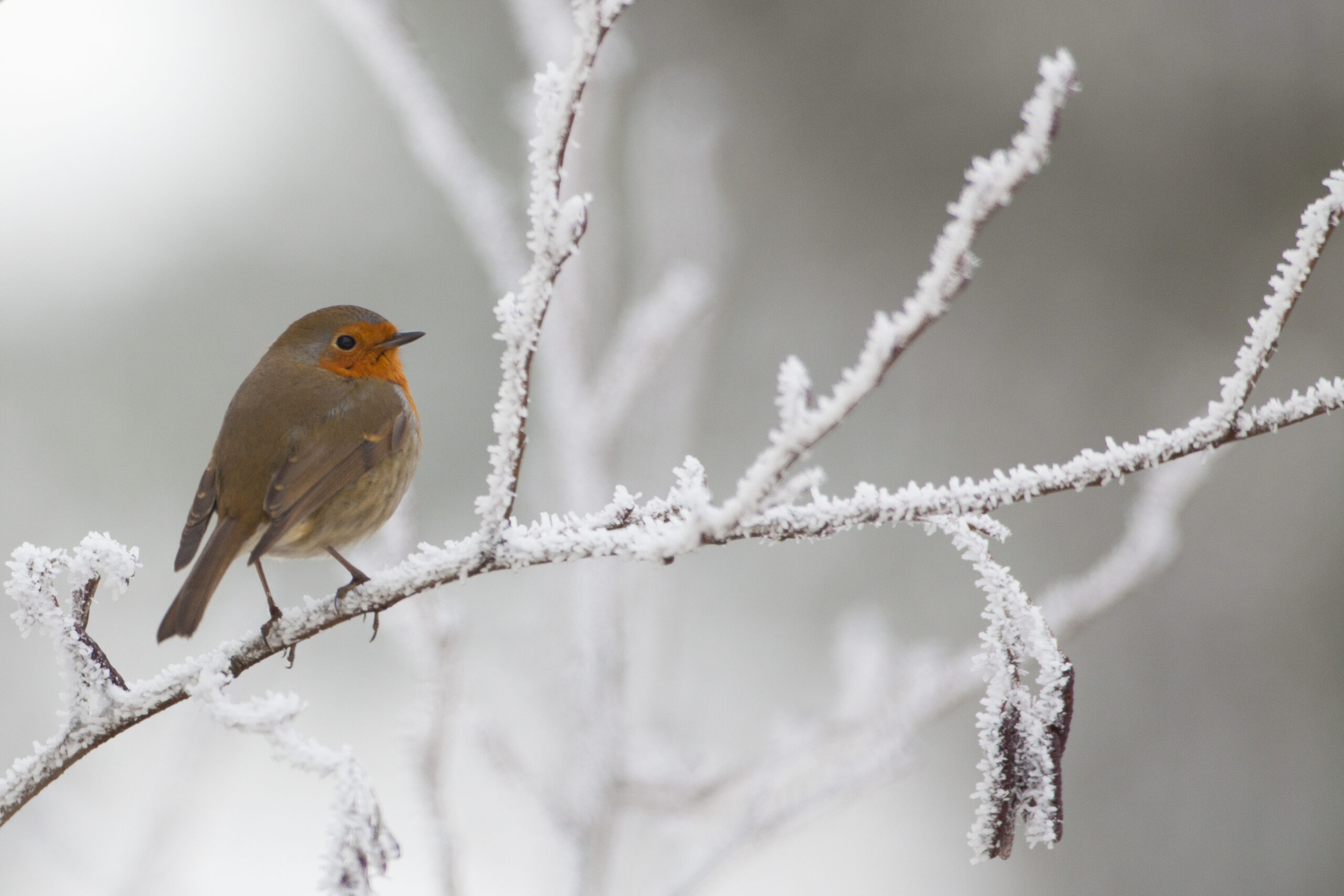 Een roodborstje op een besneeuwde tak