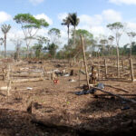 Illegal deforestation of vegetation native to the Brazilian Amazon forest