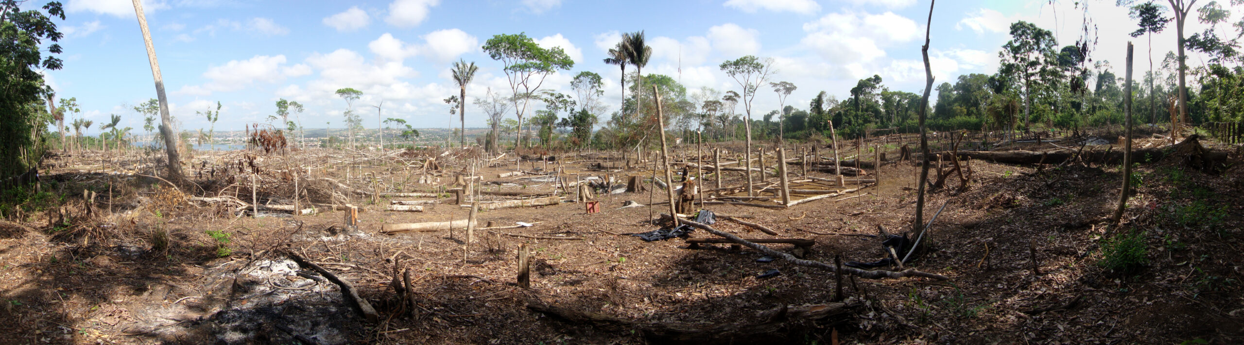 Illegal deforestation of vegetation native to the Brazilian Amazon forest