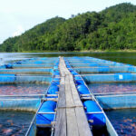 Tilapia-farm in Thailand