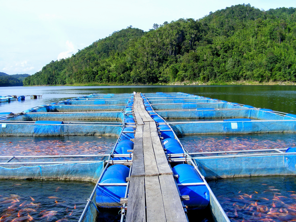 Tilapia-farm in Thailand