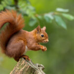 Picture of a red squirrel sitting in a tree