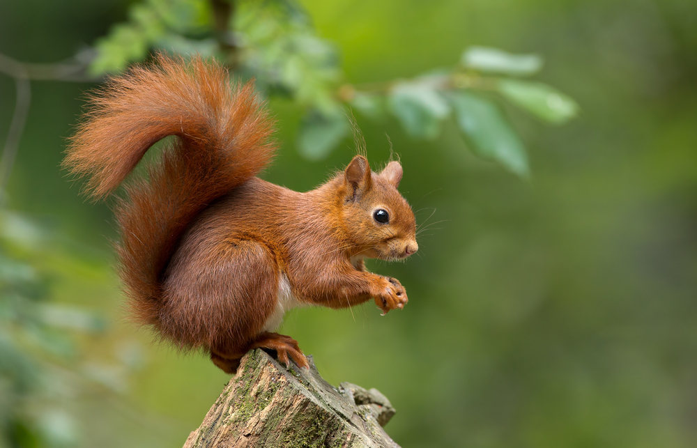 Picture of a red squirrel sitting in a tree