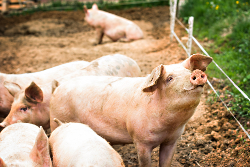 Vrolijke varkens in een stal