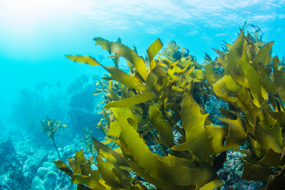 WUR stapt in Safe Seaweed Coalition
