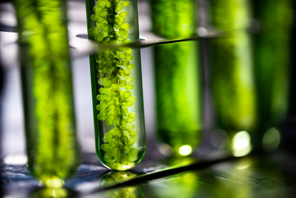 rijtje reageerbuisjes met groene vleoistoffen en algen.