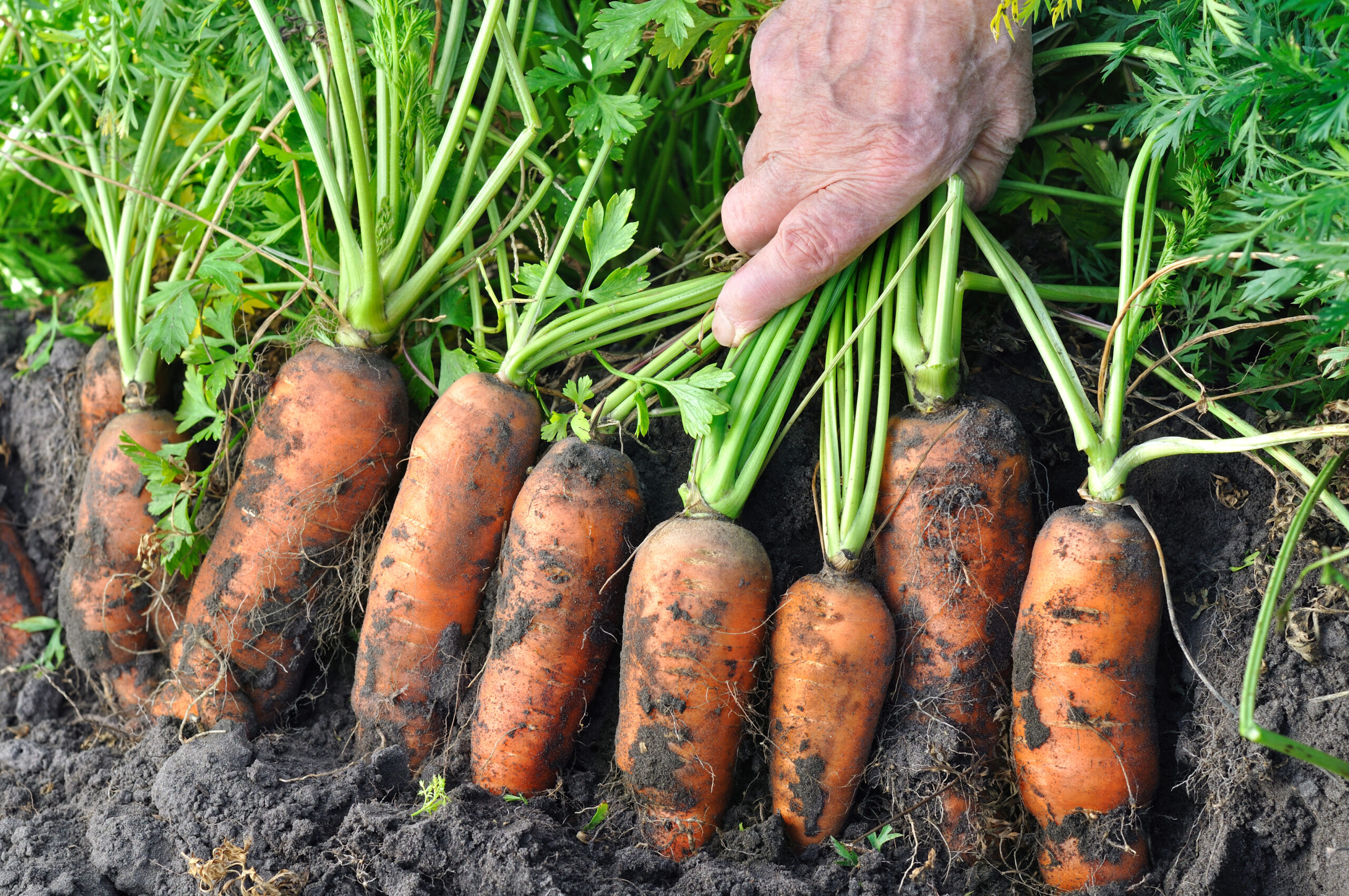 organic farming