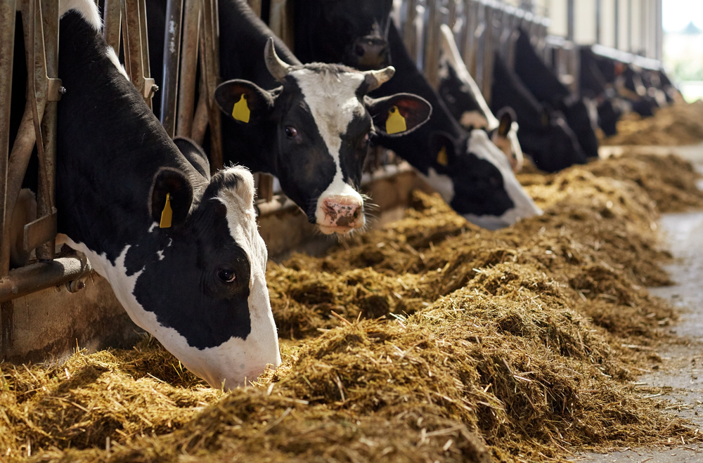 Less ammonia on organic dairy farms