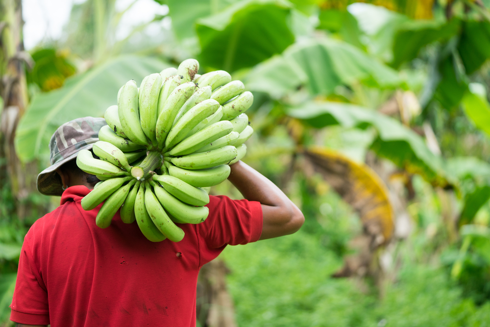 Man sjouwt tros bananen op schouder