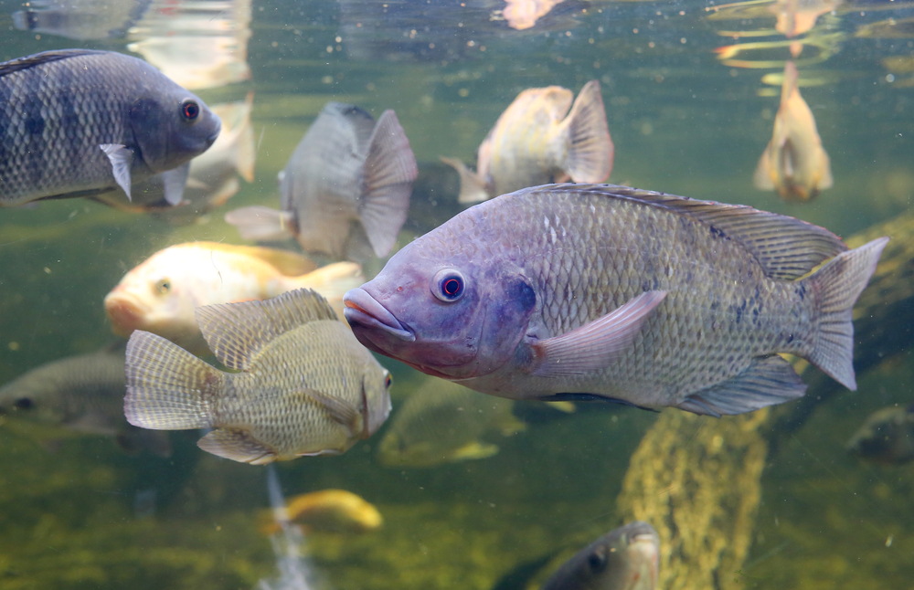 Fast tilapia is smaller and healthier