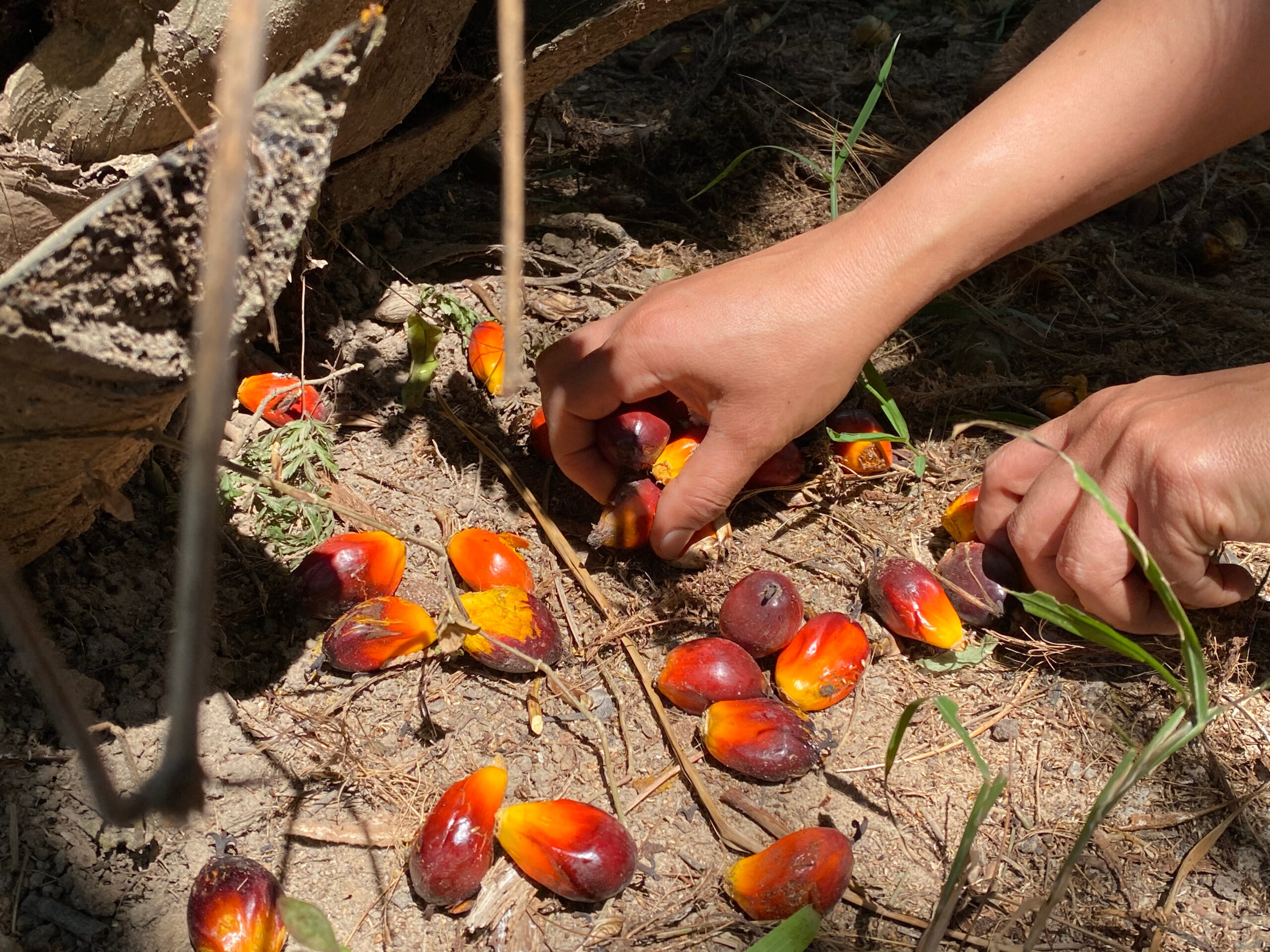 Oil palm fruit