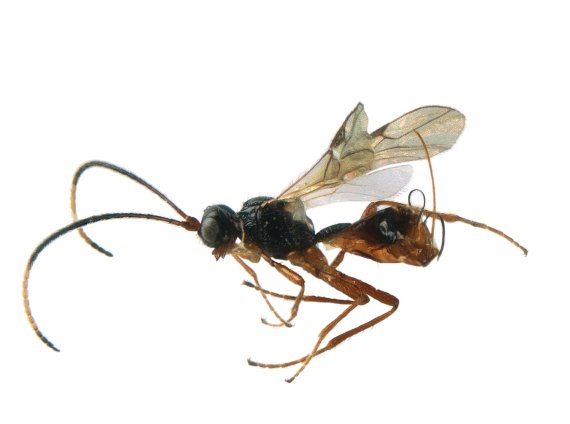 new wasp