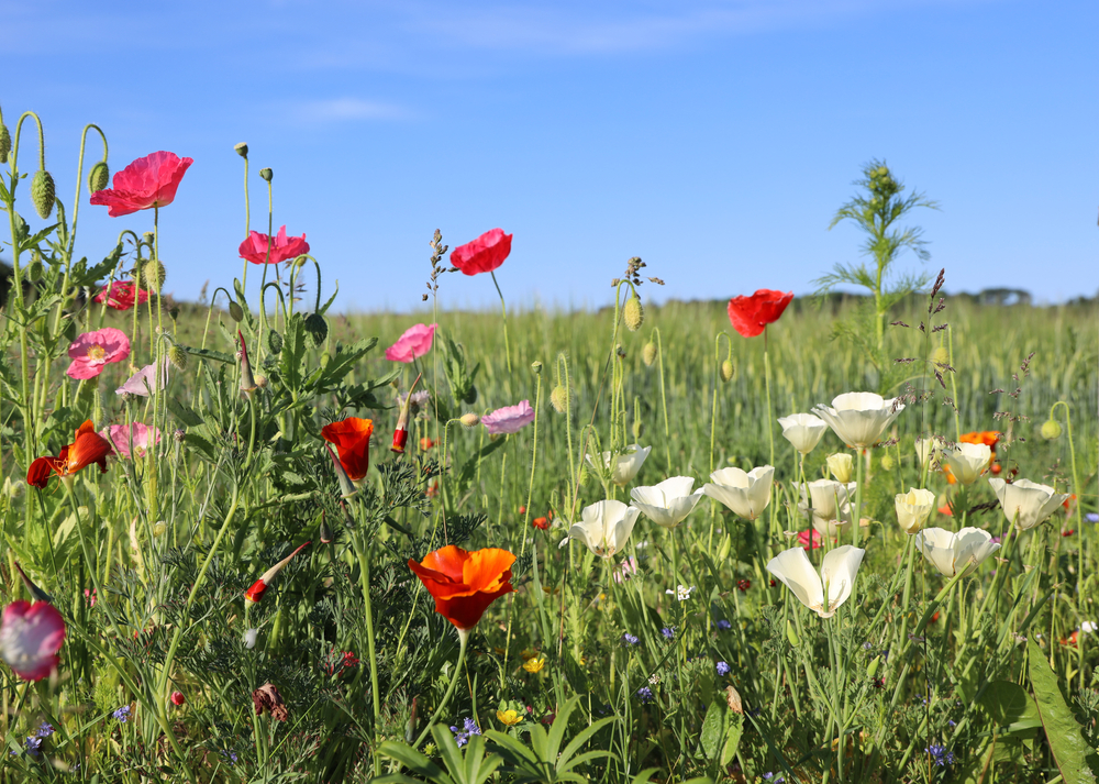 bloemenweide