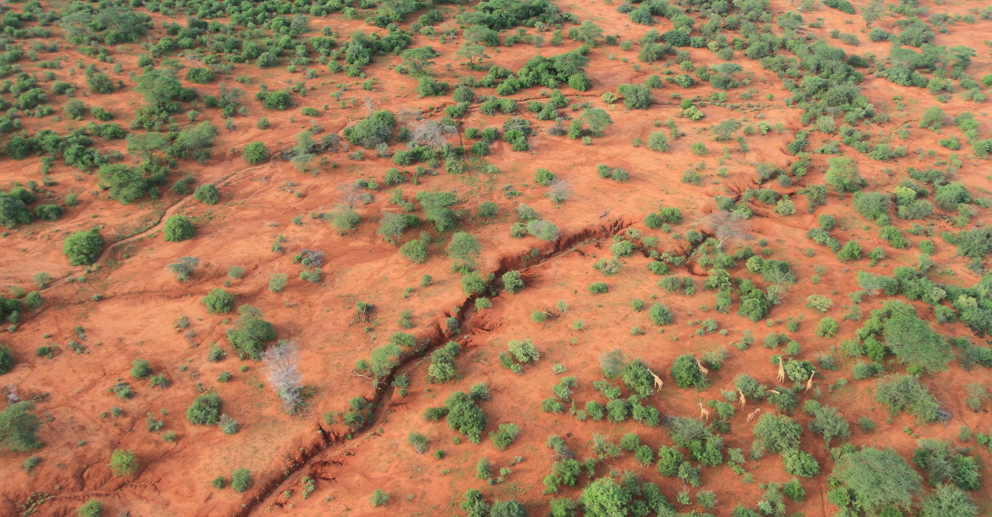 dieren in Afrika van bovenaf