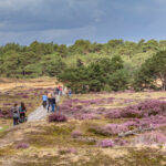 fietsers op de Hoge Veluwe