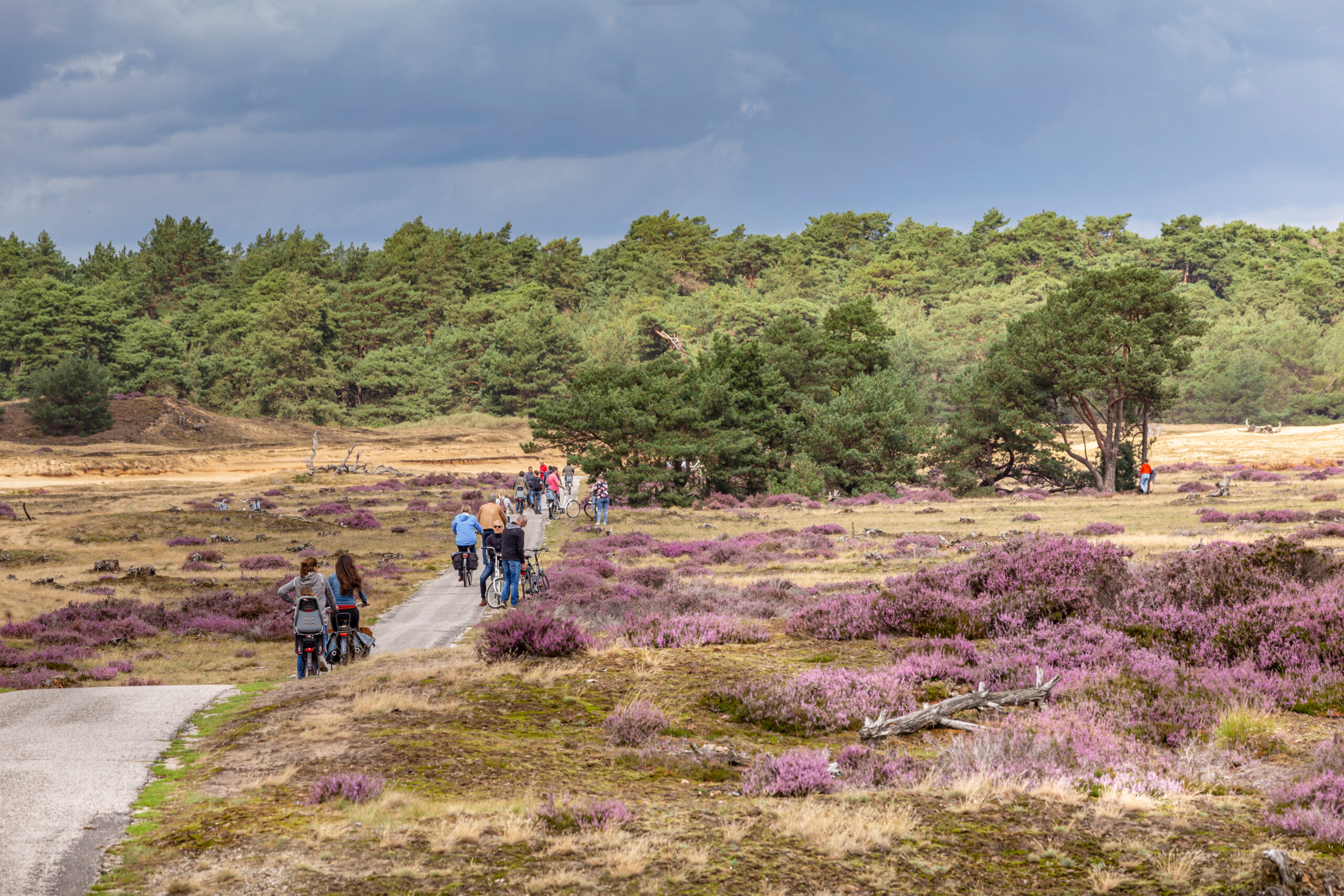 fietsers op de Hoge Veluwe