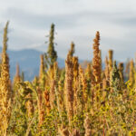 quinoa