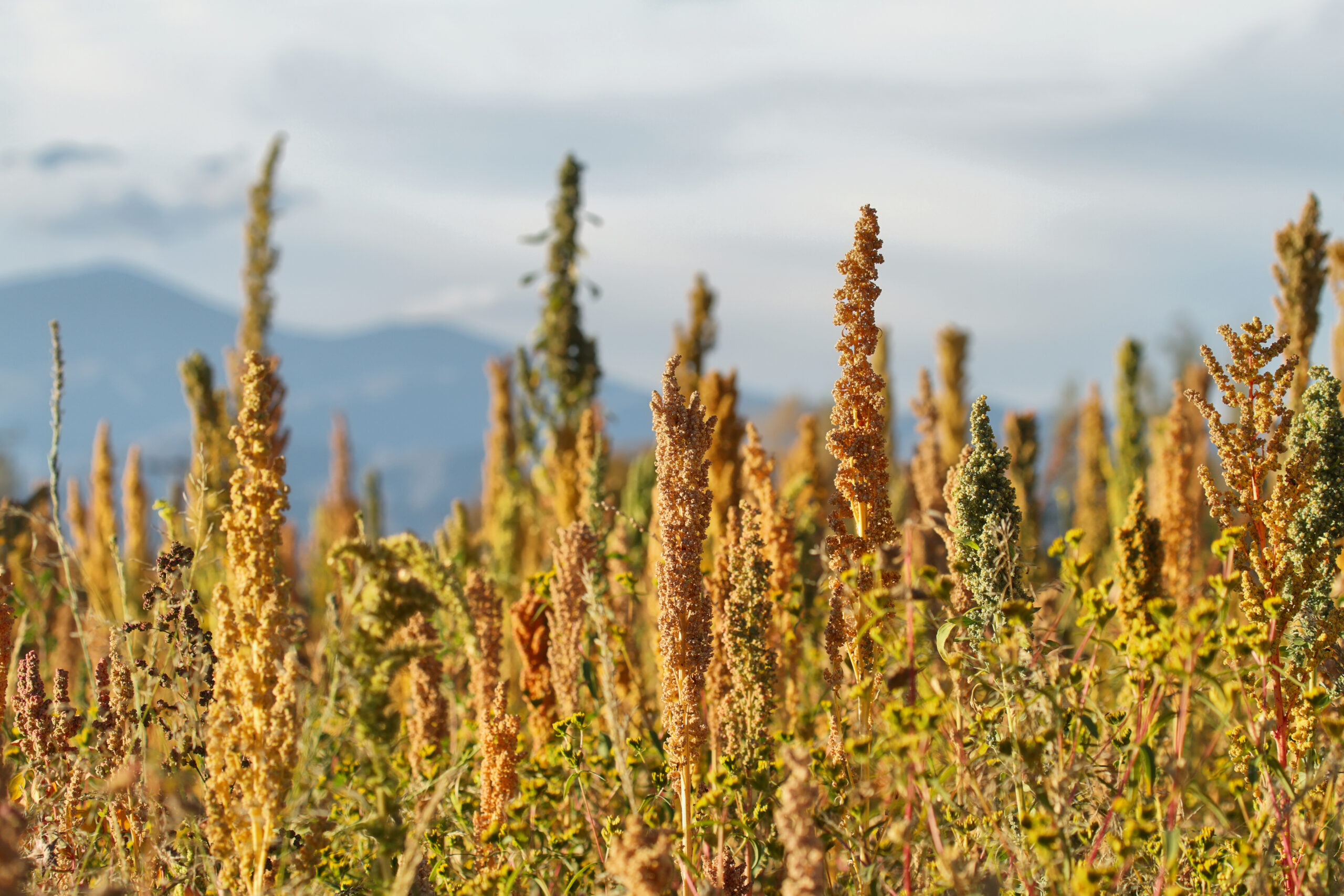 Zoutstress verdeelt quinoa-planten