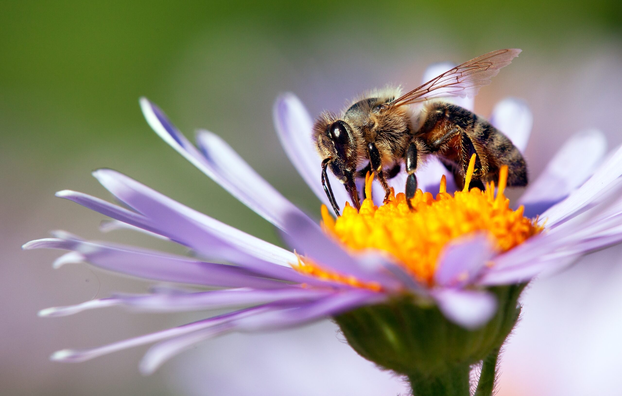 Competition among bees