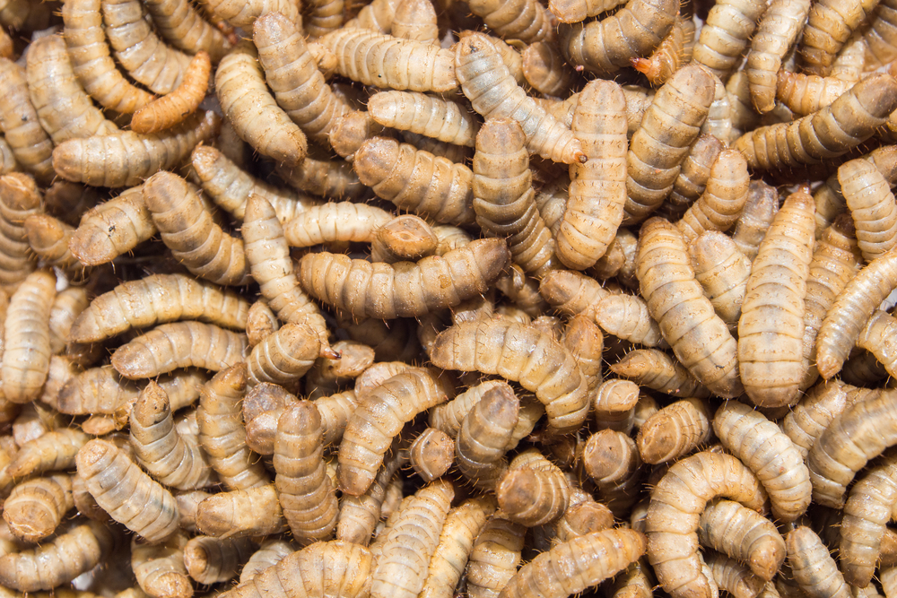 Insect larvae are just as healthy as soya in animal feed