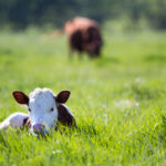 Calf in a meadow