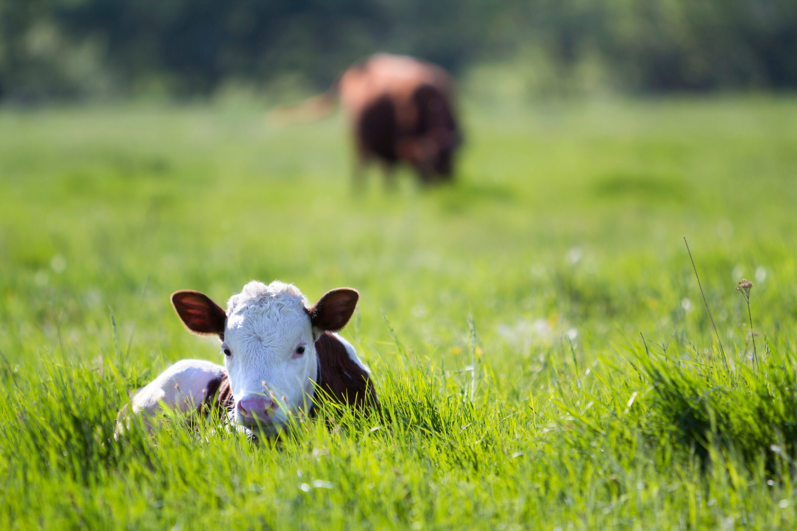 Calf in a meadow