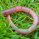 Worm in het gras