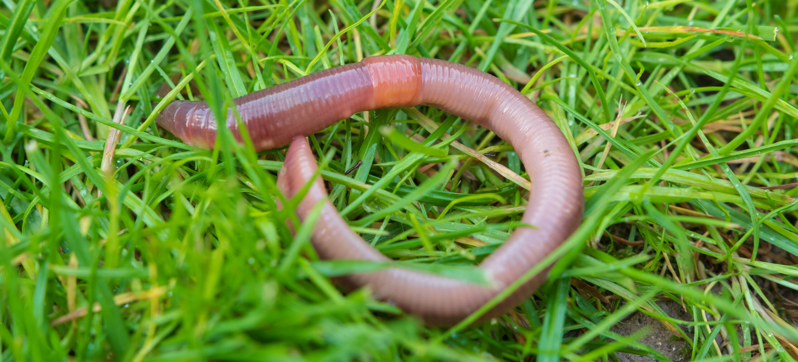 Worm in het gras