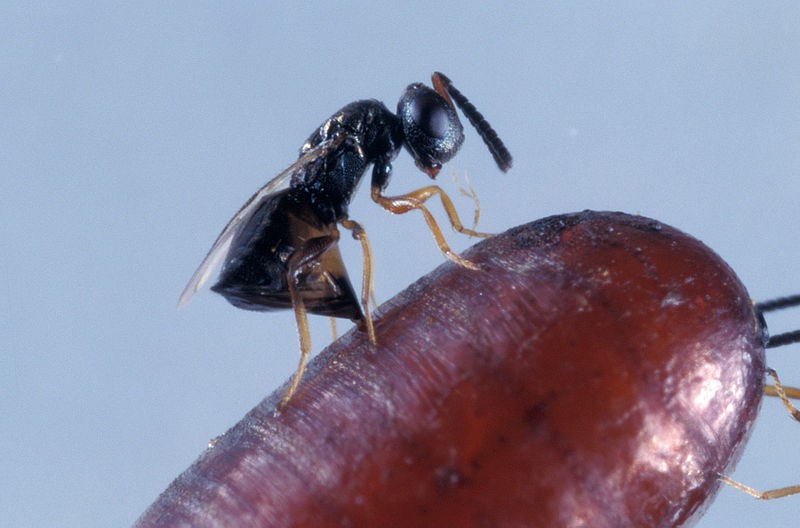 Bacterie maakt mannetjessluipwesp overbodig