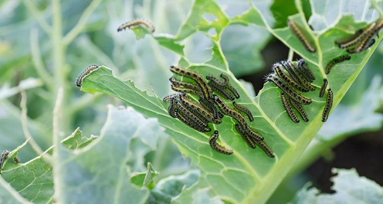 Plant is prepared for plague insects