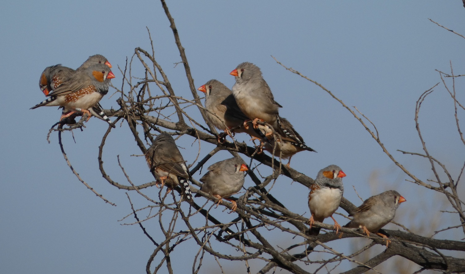 Softly sounds the zebra finch's song - Resource online